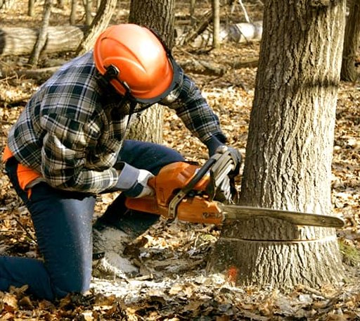 Tree Removal in Seal Harbor, ME